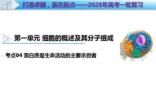 考点04蛋白质是生命活动的主要承担者(精讲课件)2025年高考生物一轮复习(新高考通用)(1)