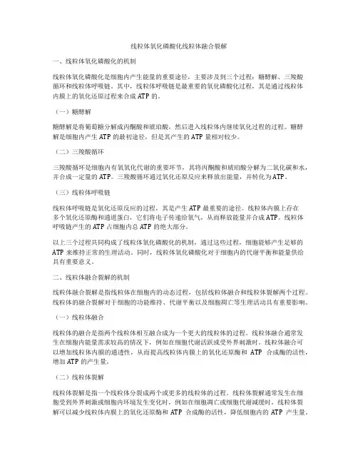 线粒体氧化磷酸化线粒体融合裂解