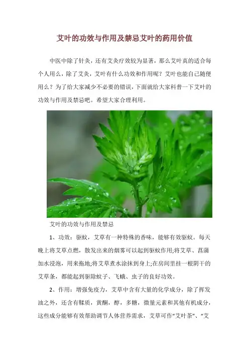 艾叶的功效与作用及禁忌 艾叶的药用价值