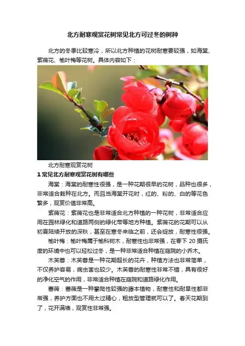 北方耐寒观赏花树常见北方可过冬的树种
