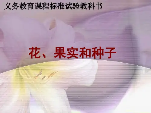四年级下册科学课件-2.3 花 果实和种子｜教科版 (共24张PPT)