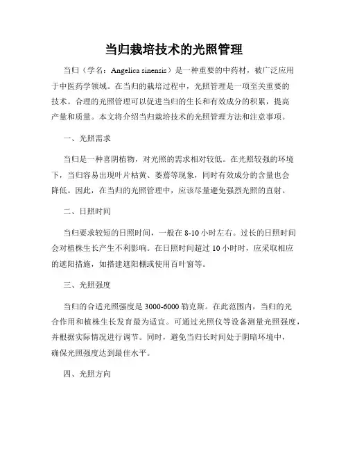当归栽培技术的光照管理