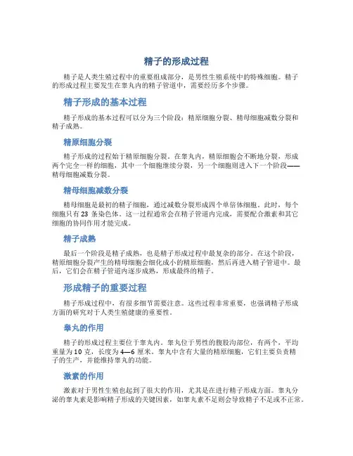 精子的形成过程