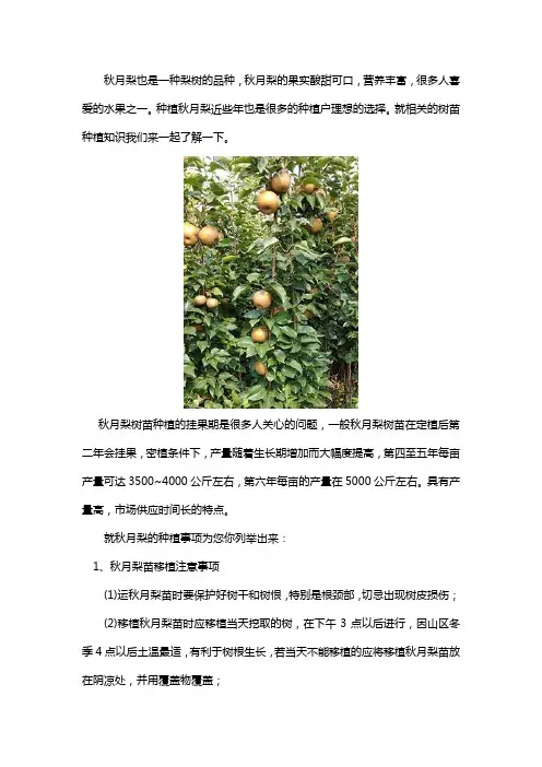 秋月梨苗几年能挂果