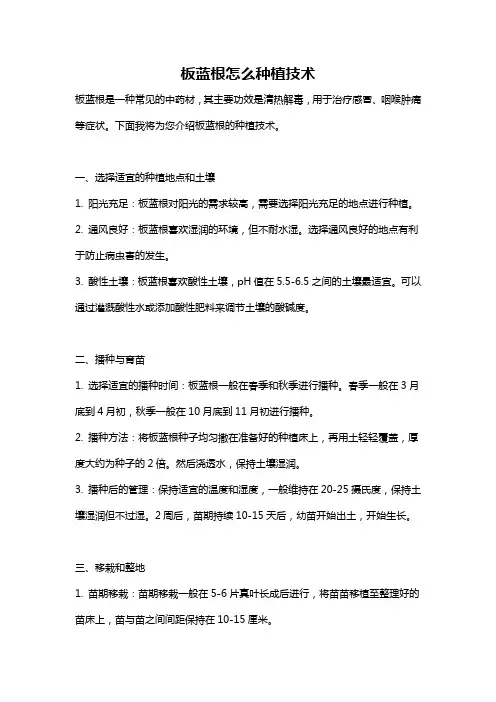 板蓝根怎么种植技术