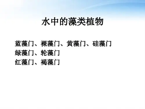 水中的藻类植物