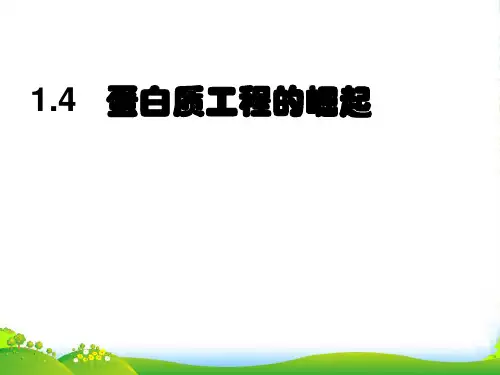 人教版高中生物选修三课件：1.4蛋白质工程崛起 (共13张PPT)