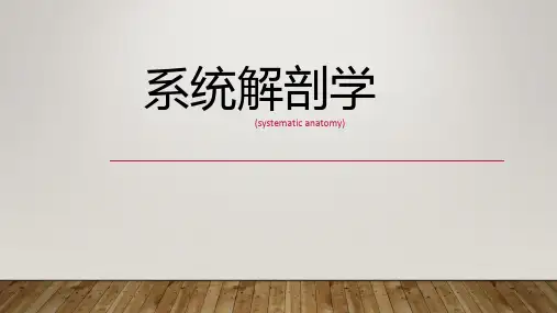 系统解剖学一、运动系统
