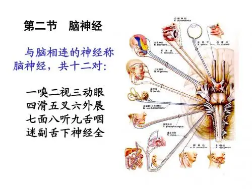 脑神经