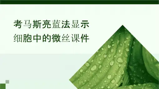 考马斯亮蓝法显示细胞中的微丝课件