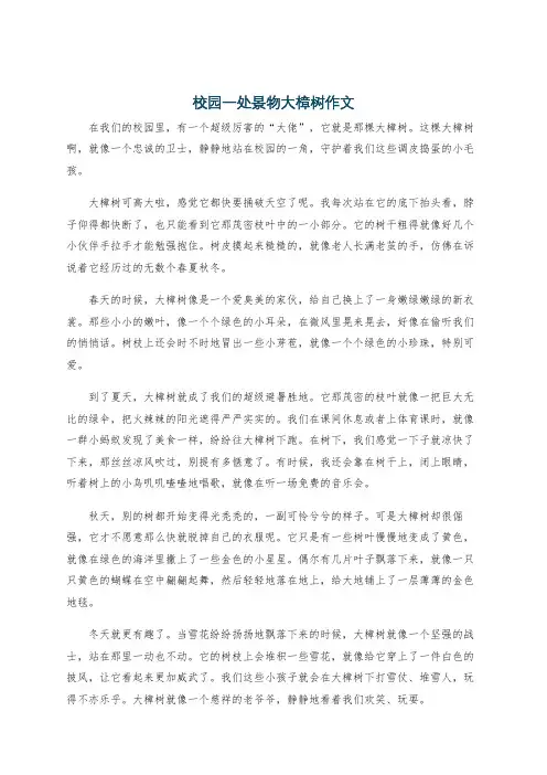 校园一处景物大樟树作文