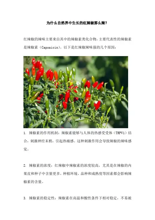 为什么自然界中生长的红辣椒那么辣