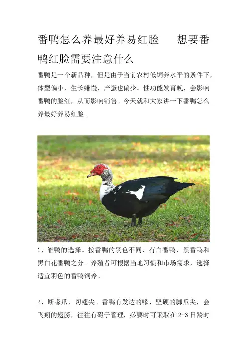 番鸭怎么养最好养易红脸想要番鸭红脸需要注意什么