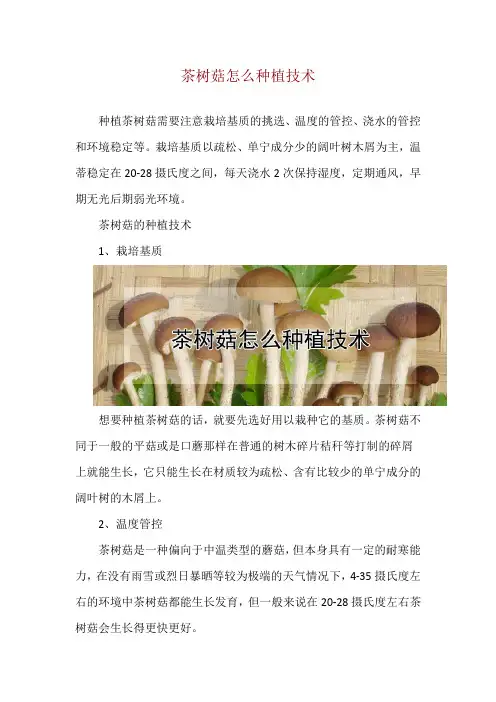 茶树菇怎么种植技术
