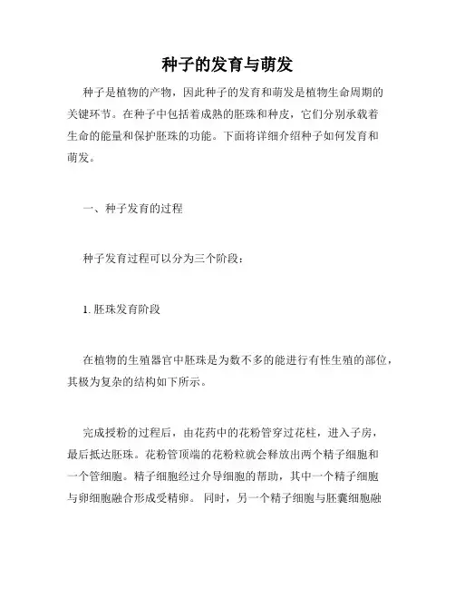 种子的发育与萌发