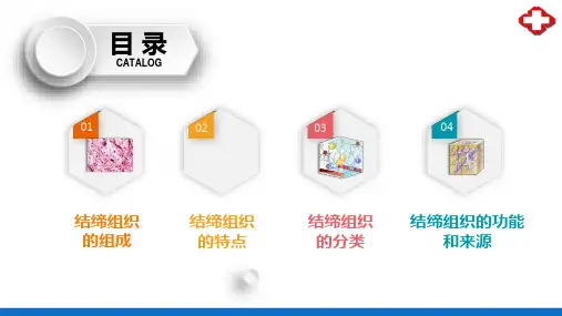 固有结缔组织概述(正常人体结构课件)