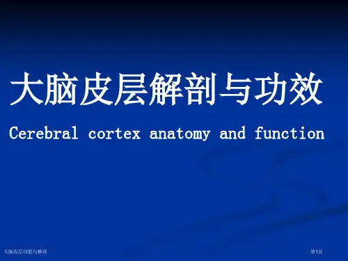 大脑皮层功能与解剖