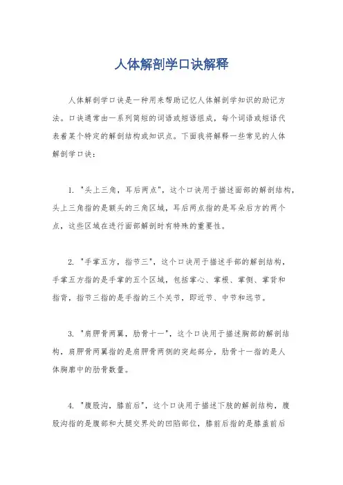 人体解剖学口诀解释
