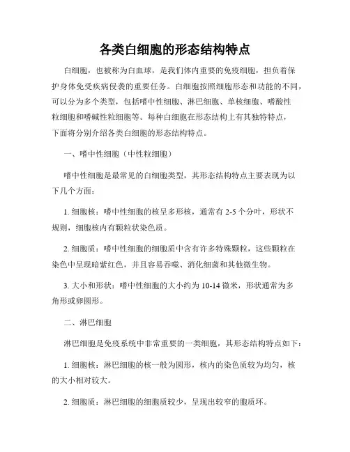 各类白细胞的形态结构特点