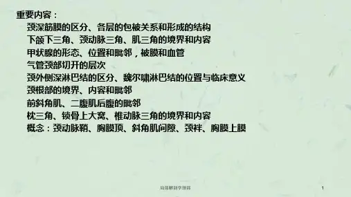 局部解剖学颈部课件