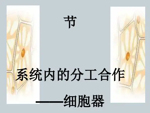 细胞器 公开课 讲课课件