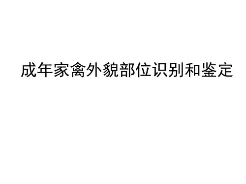 成年家禽外貌部位识别和鉴定