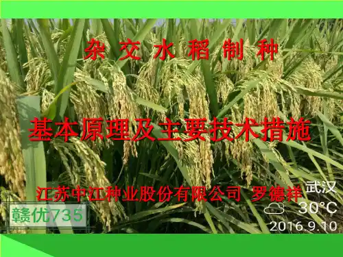 杂交水稻制种的基本原理及主要技术措施-罗德祥