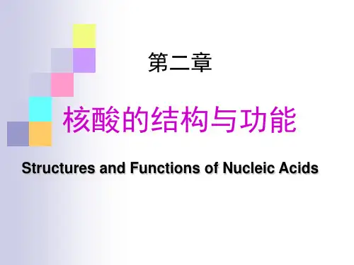 Chapter 2 核酸的结构与功能教学教材