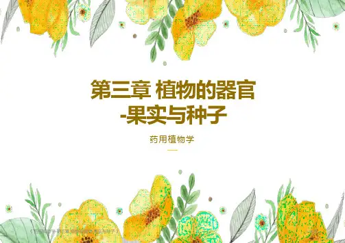 药用植物学-第三章 植物的器官-果实与种子(人民卫生出版社第7版)(