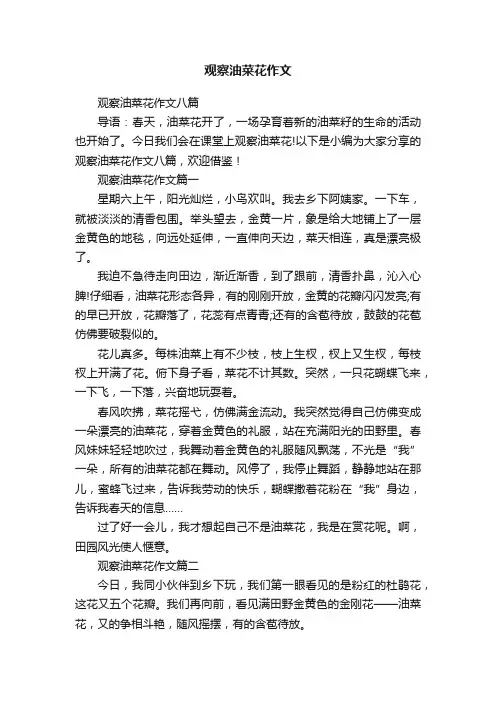 观察油菜花作文八篇