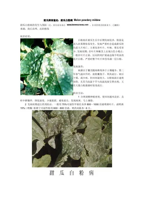 甜瓜病害鉴定：甜瓜白粉病