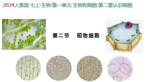 1.2.2  植物细胞  课件 人教版2024生物七年级上册