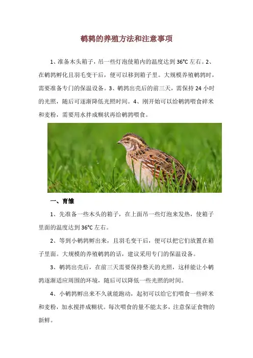 鹌鹑的养殖方法和注意事项