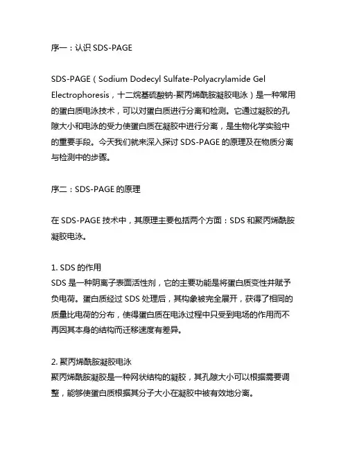 sds-page的原理,说明其在物质分离与检测的步骤