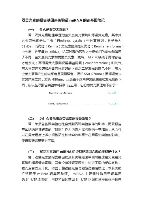 双荧光素酶报告基因系统验证miRNA的靶基因笔记