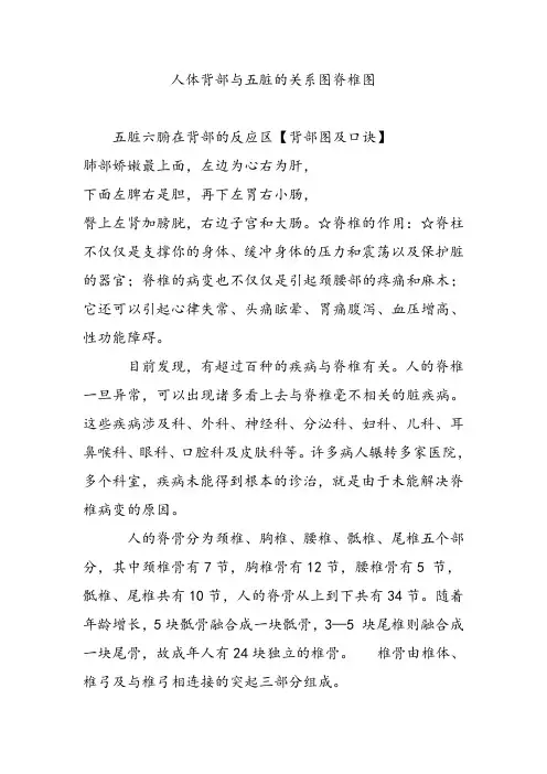 人体背部和五脏的关系图脊椎图