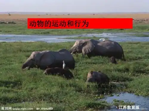 动物的运动和行为