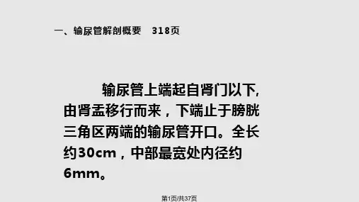 医药卫生超声输尿管PPT课件