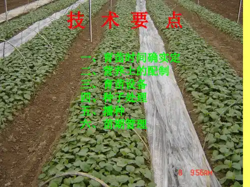 蔬菜育苗技术培训-.ppt