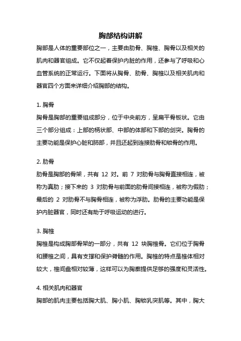胸部结构讲解