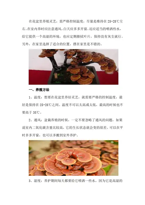 灵芝盆栽养殖方法,家中放灵芝盆景好不好