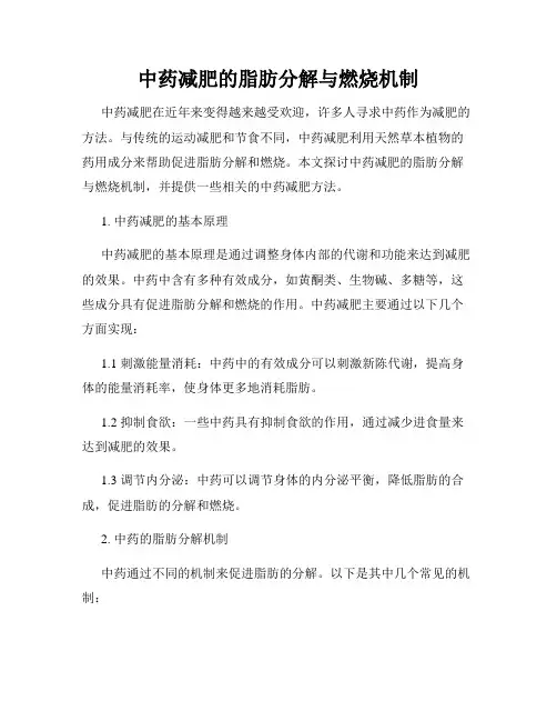 中药减肥的脂肪分解与燃烧机制