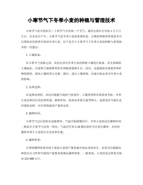小寒节气下冬季小麦的种植与管理技术