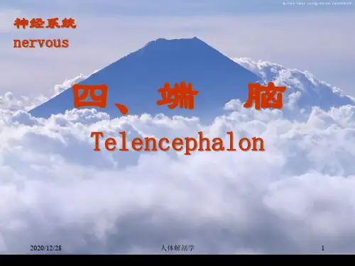 解剖端脑PPT课件