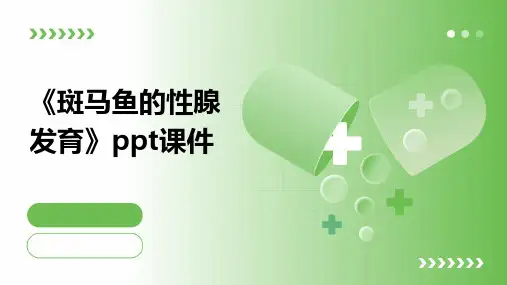 《斑马鱼的性腺发育》课件
