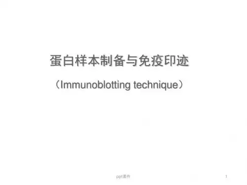 免疫印迹技术  ppt课件