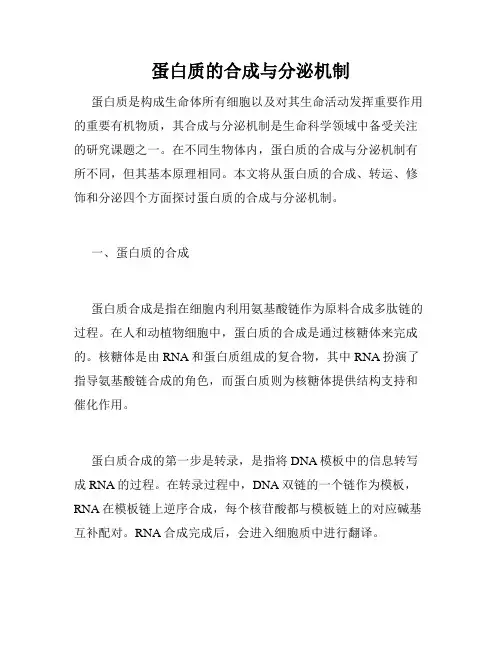 蛋白质的合成与分泌机制