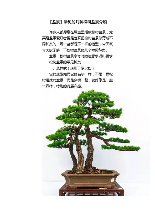 【盆景】常见的几种松树盆景介绍