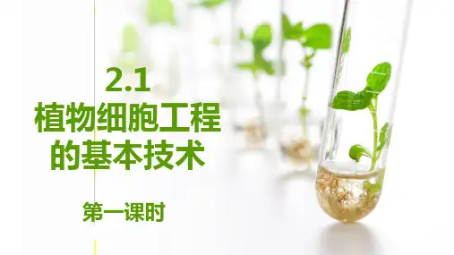植物细胞工程的基本技术课件(共36张PPT)人教版(2019)选择性必修3