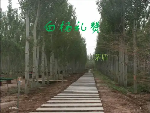 九年级语文上册1《白杨礼赞》课件语文版